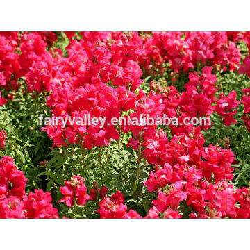 Summer Snapdragons Flower Seeds for Planting